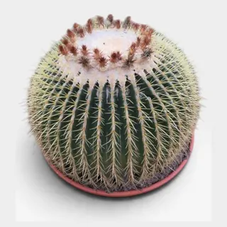 Echinocactus grusonii in stenen schaal in pot 51 cm – foto 2 van 2