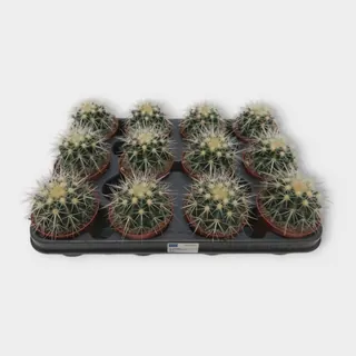Echinocactus grusonii var. albispina in pot 8,5 cm – foto 1 van 2