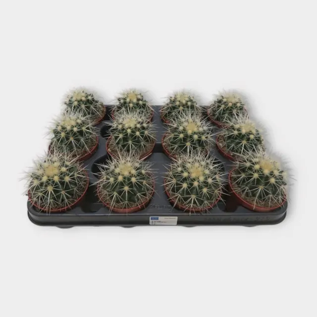 Echinocactus grusonii var. albispina in pot 8,5 cm – foto 1 van 2