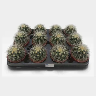 Echinocactus grusonii var. albispina in pot 8,5 cm – foto 2 van 2