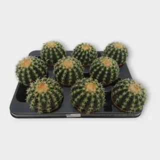 Echinocactus grusonii var. brevispinus in pot 8,5 cm – foto 1 van 2