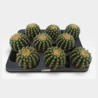 Echinocactus grusonii var. brevispinus in pot 8,5 cm – foto 2 van 2