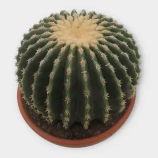 Echinocactus grusonii var. nudum in pot 19 cm – foto 1 van 2