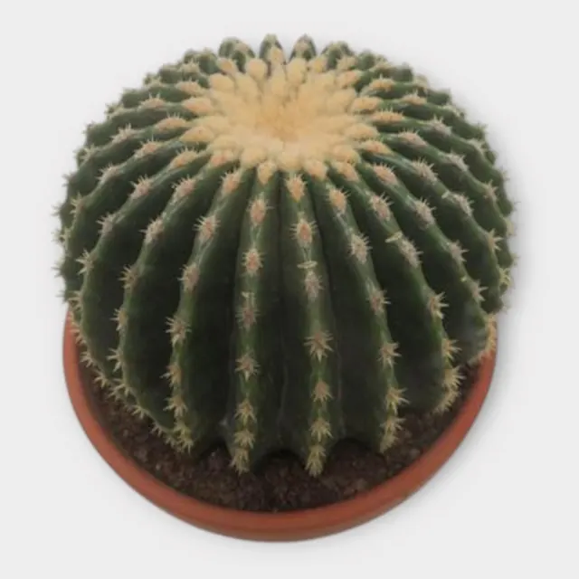 Echinocactus grusonii var. nudum in pot 19 cm – foto 1 van 2
