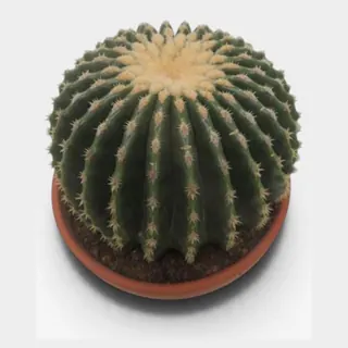 Echinocactus grusonii var. nudum in pot 19 cm – foto 2 van 2