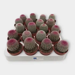 Echinocereus rigidissimus 'Rubrispinus' in pot 5,5 cm – foto 1 van 2