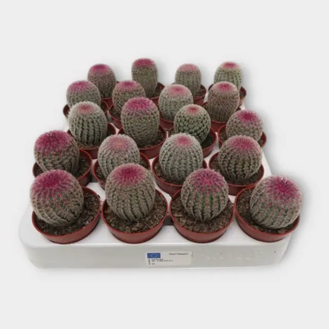 Echinocereus rigidissimus 'Rubrispinus' in pot 5,5 cm – foto 1 van 2