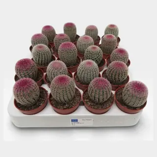 Echinocereus rigidissimus 'Rubrispinus' in pot 5,5 cm – foto 2 van 2