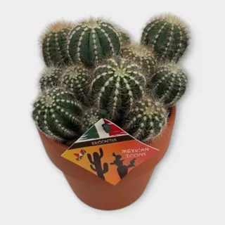 Eriocactus magnificus in Calima in pot 15 cm – foto 1 van 2