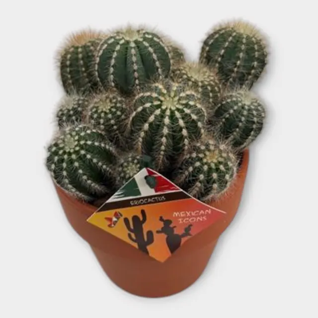 Eriocactus magnificus in Calima in pot 15 cm – foto 1 van 2