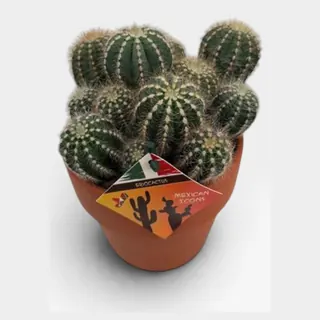 Eriocactus magnificus in Calima in pot 15 cm – foto 2 van 2
