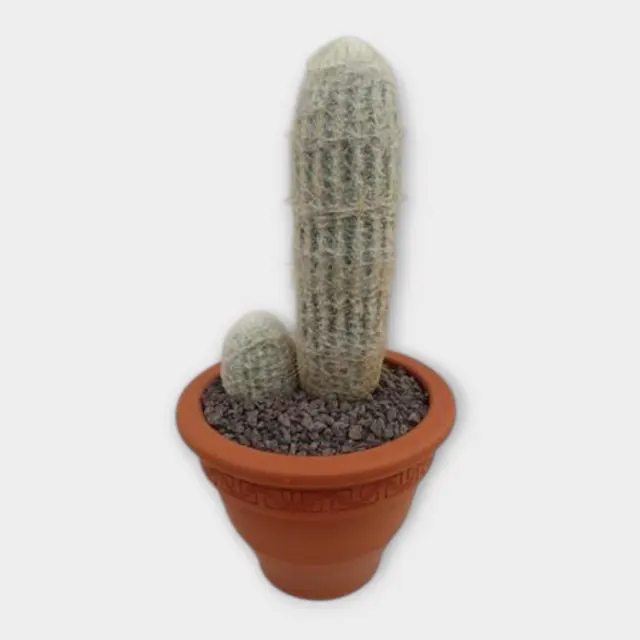 Espostoa melanostele in pot 27 cm – foto 1 van 2