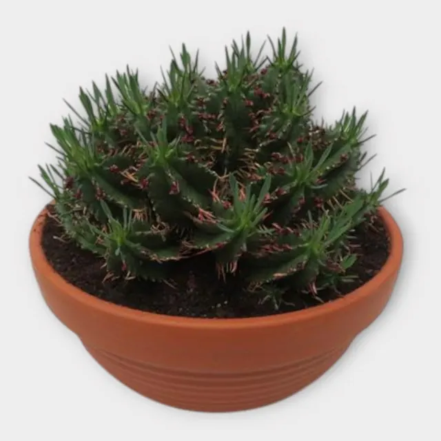 Euphorbia aggregata in pot 23 cm – foto 1 van 2