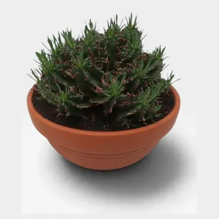 Euphorbia aggregata in pot 23 cm – foto 2 van 2
