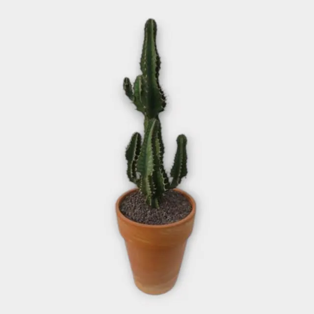 Euphorbia cooperi blue in stenen vaaspot in pot 33 cm – foto 1 van 2