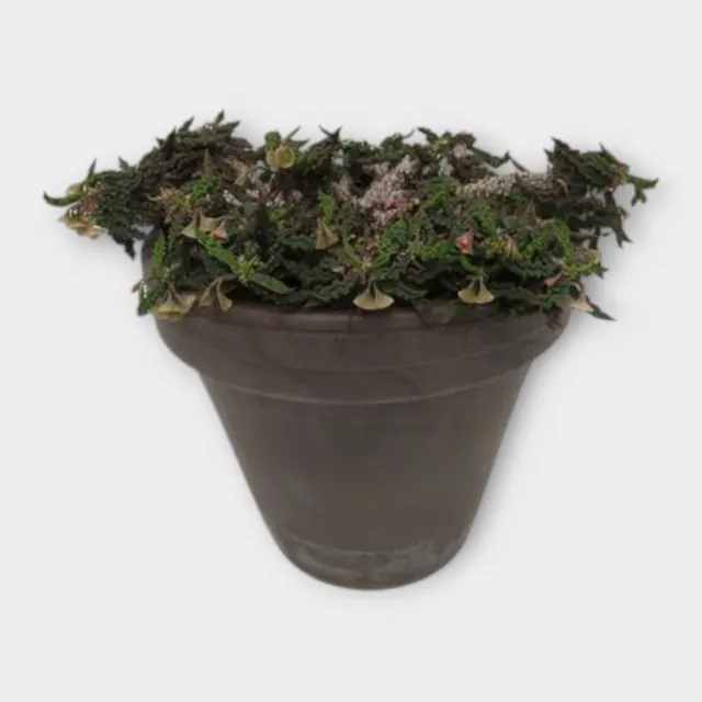 Euphorbia decaryi in pot 19 cm – foto 1 van 2