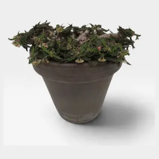 Euphorbia decaryi in pot 19 cm – foto 2 van 2