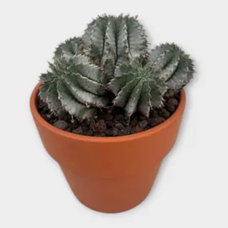 Euphorbia horrida 'Snowflake' in Calima in pot 15 cm – foto 1 van 2