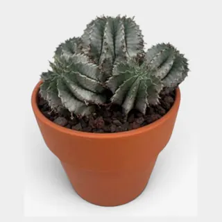Euphorbia horrida 'Snowflake' in Calima in pot 15 cm – foto 2 van 2