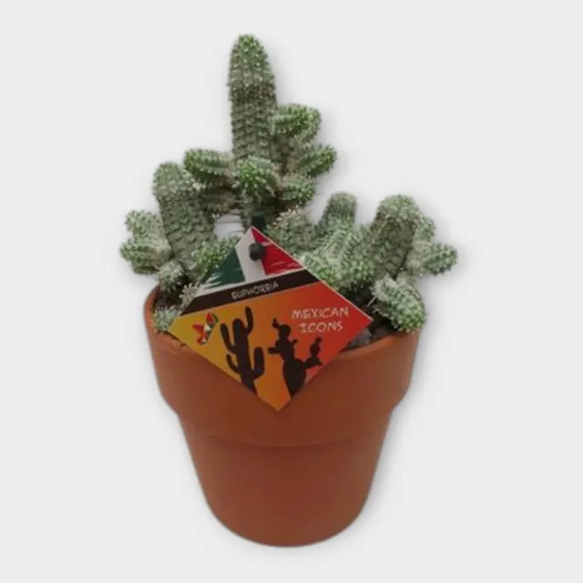Euphorbia mammillaris var. variegata in Calima in pot 15 cm