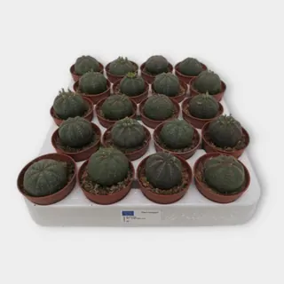 Euphorbia obesa in pot 5,5 cm