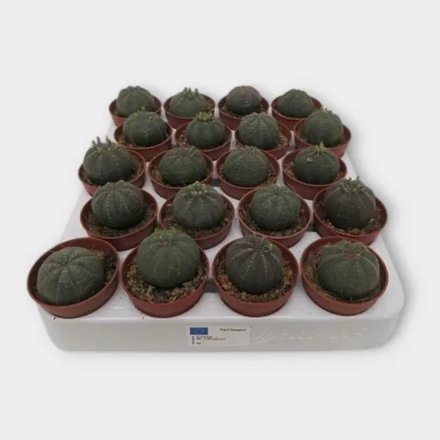 Euphorbia obesa in pot 5,5 cm