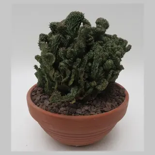 Euphorbia suzannae cristata in pot 19 cm