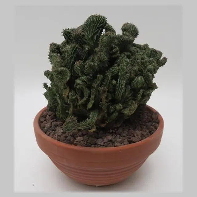 Euphorbia suzannae cristata in pot 19 cm