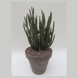 Euphorbia titimaloides in pot 20 cm