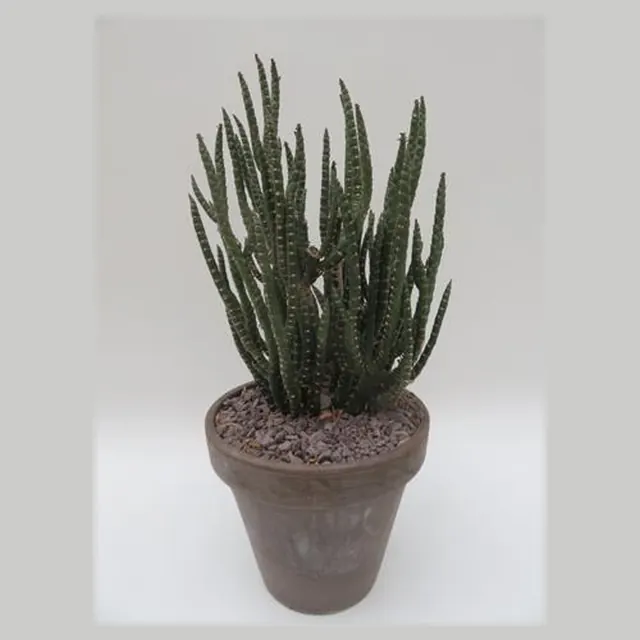 Euphorbia titimaloides in pot 20 cm