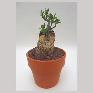 Fockea edulis in pot 15 cm
