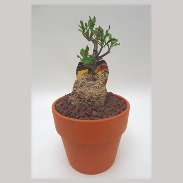 Fockea edulis in pot 15 cm