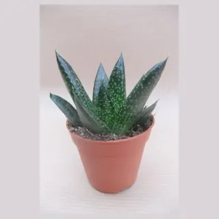 Gasteria 'D Due' in pot 5,5 cm