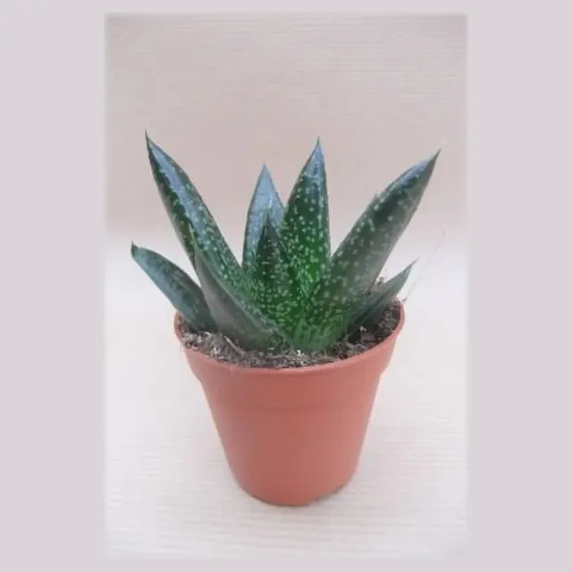 Gasteria 'D Due' in pot 5,5 cm