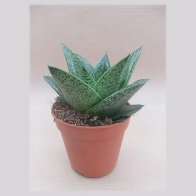 Gasteria 'D Tiga' in pot 5,5 cm