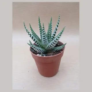 Haworthia Bigband in pot 5,5 cm