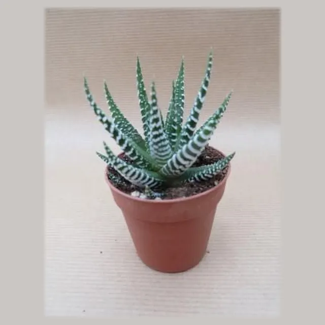 Haworthia Bigband in pot 5,5 cm
