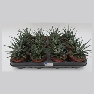 Haworthia Bigband in pot 8,5 cm