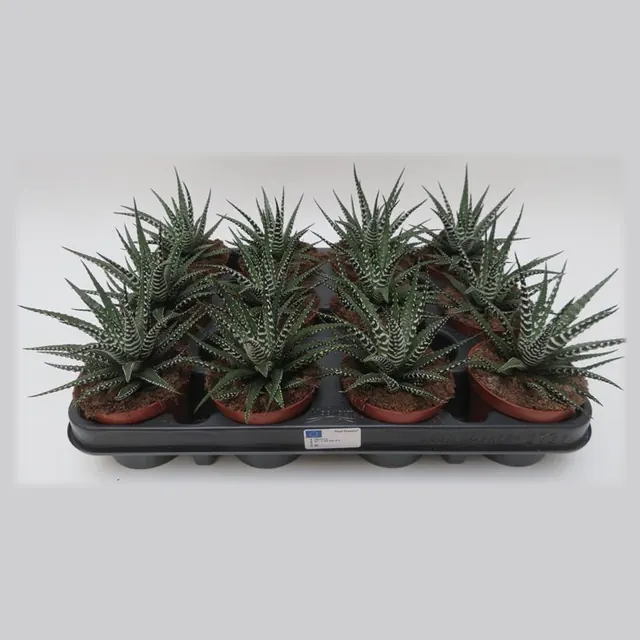 Haworthia Bigband in pot 8,5 cm