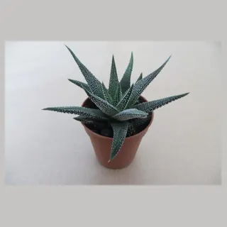 Haworthia concolor in pot 5,5 cm
