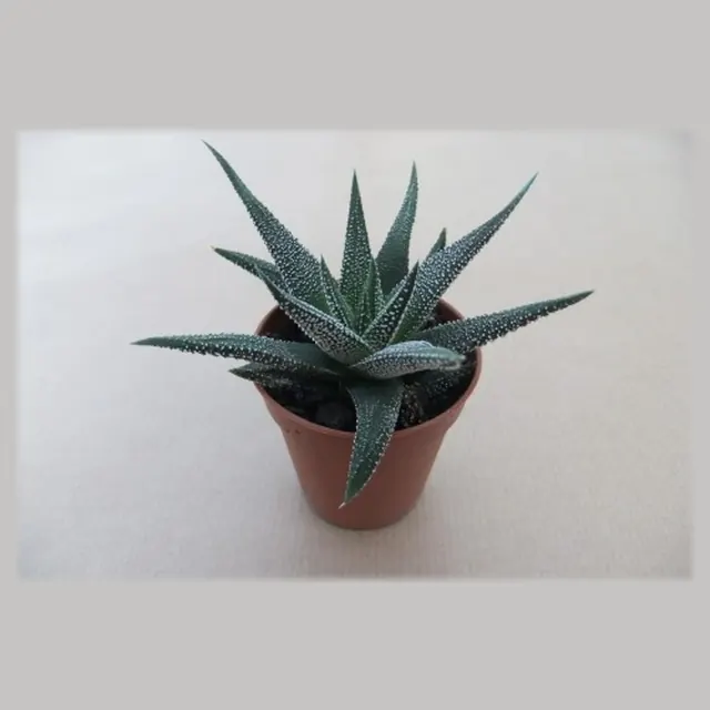 Haworthia concolor in pot 5,5 cm