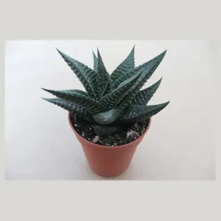 Haworthia limifolia in pot 5,5 cm