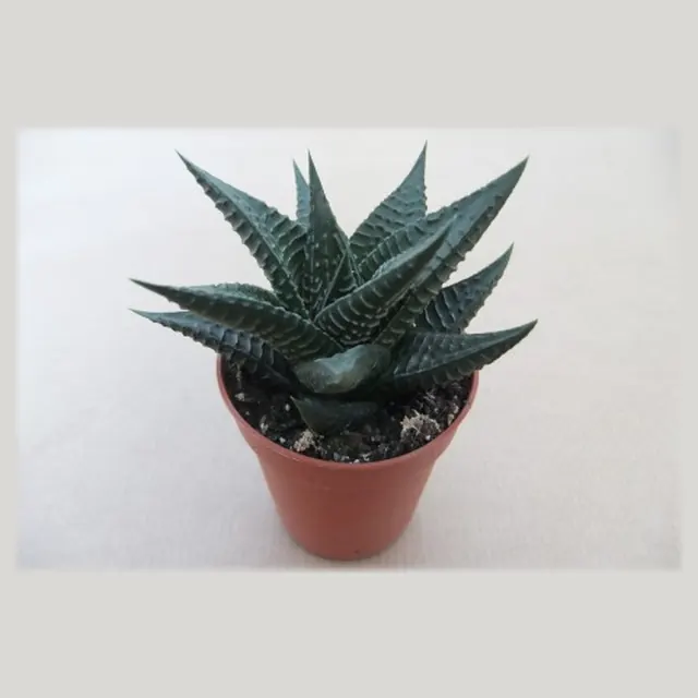 Haworthia limifolia in pot 5,5 cm
