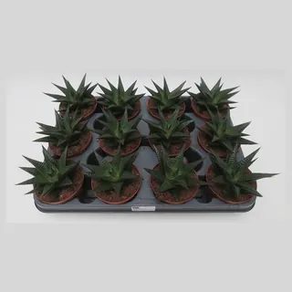 Haworthia limifolia in pot 8,5 cm