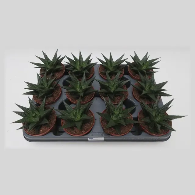 Haworthia limifolia in pot 8,5 cm