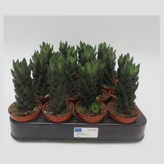 Haworthia reinwardtii in pot 5,5 cm