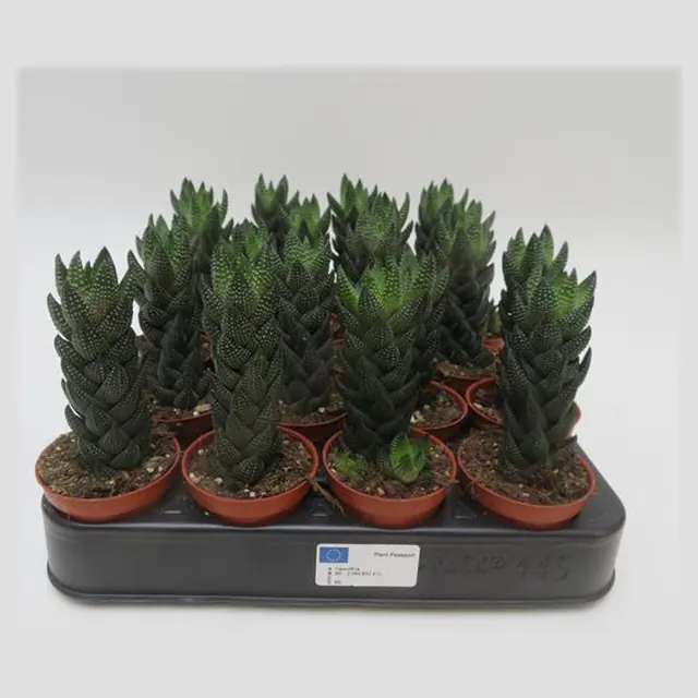 Haworthia reinwardtii in pot 5,5 cm