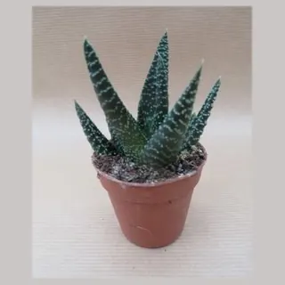 Haworthia 'Royal Highness' in pot 5,5 cm