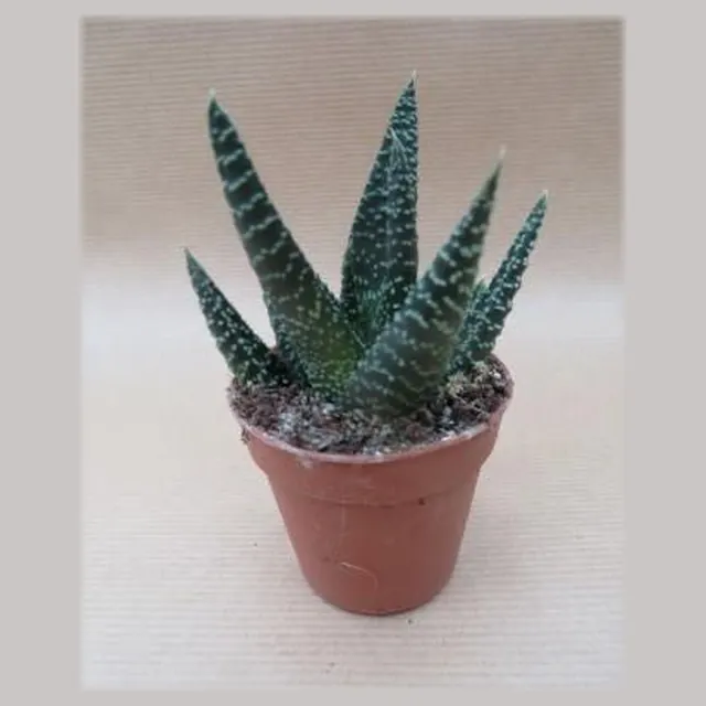 Haworthia 'Royal Highness' in pot 5,5 cm