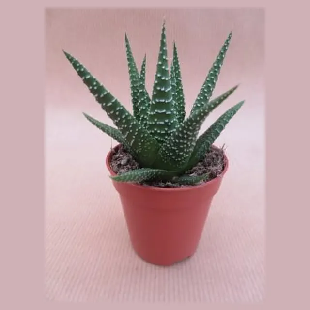Haworthia Universe in pot 5,5 cm